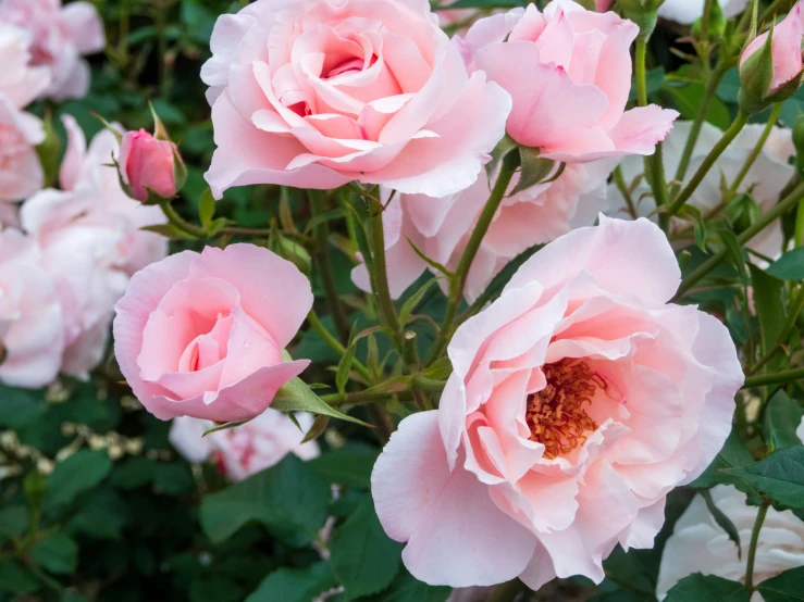 a bush of pink roses with green leaves