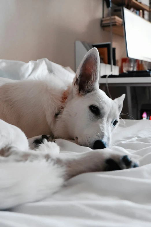an adorable white dog laying on the bed