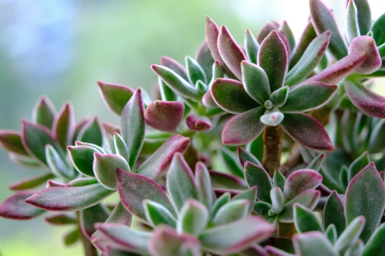 small green and red plants growing from the ground