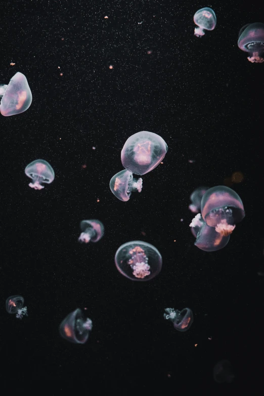 group of different colored jellyfish in the ocean