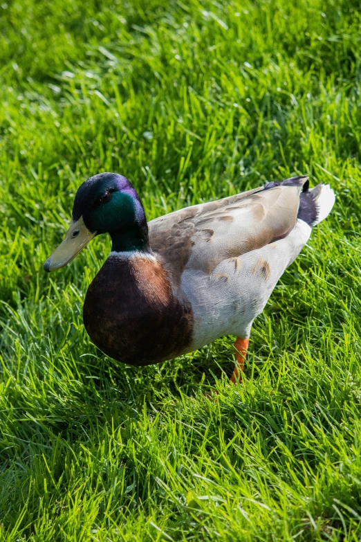 a duck that is walking in some grass