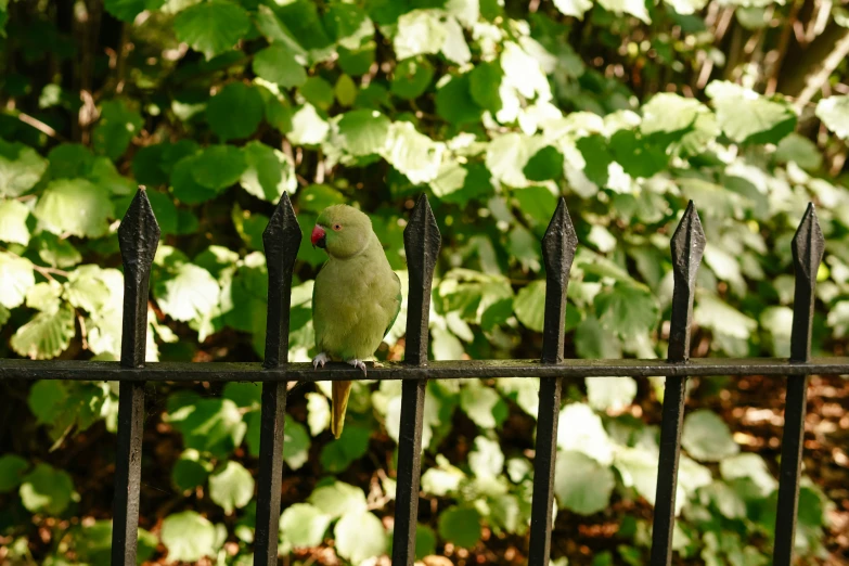 there is a small green bird sitting on the fence