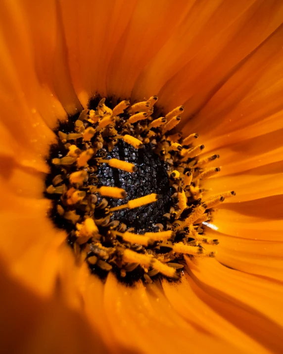 a closeup po of a large orange flower