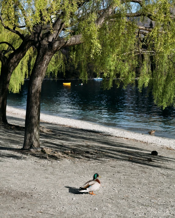 a duck sitting on the ground underneath a tree by the water