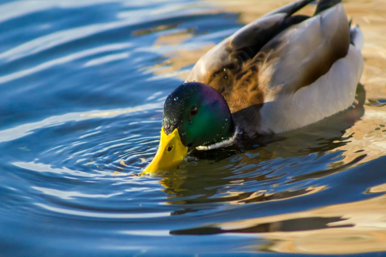 a duck that is floating in the water