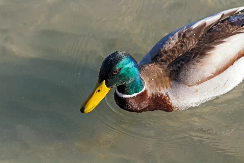 a mallard swimming in the water with it's head looking down