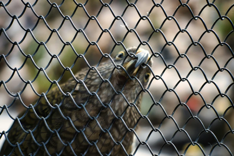 a little bird perched on the mesh wire fence