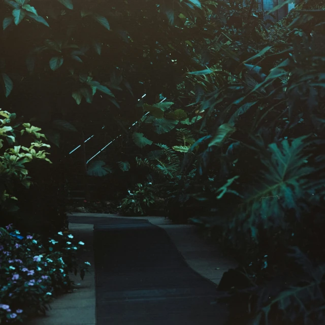 the view of a pathway between a row of shrubs