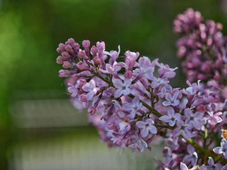 purple flowers in front of a fence in the afternoon