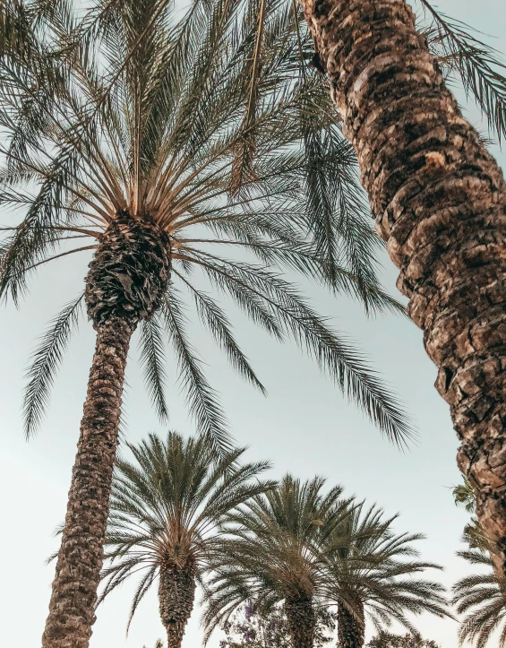 the palm trees outside the el are green