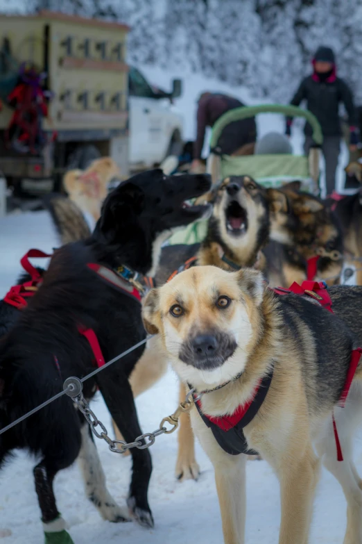 a sled with dogs pulled by people and some snow