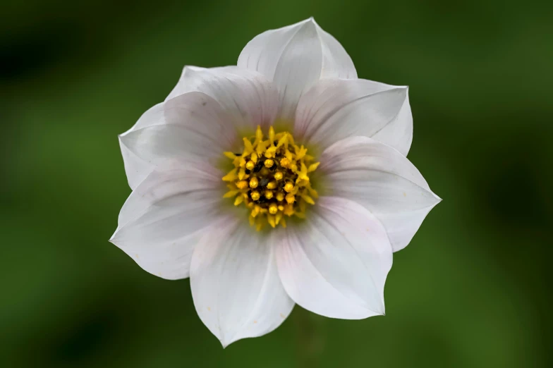 a single white flower in focus with green background