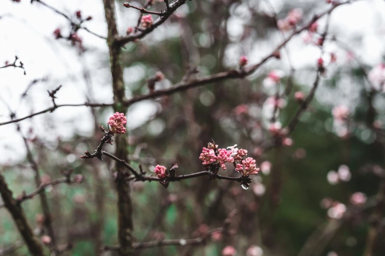 the nches with small, pink flowers are blooming