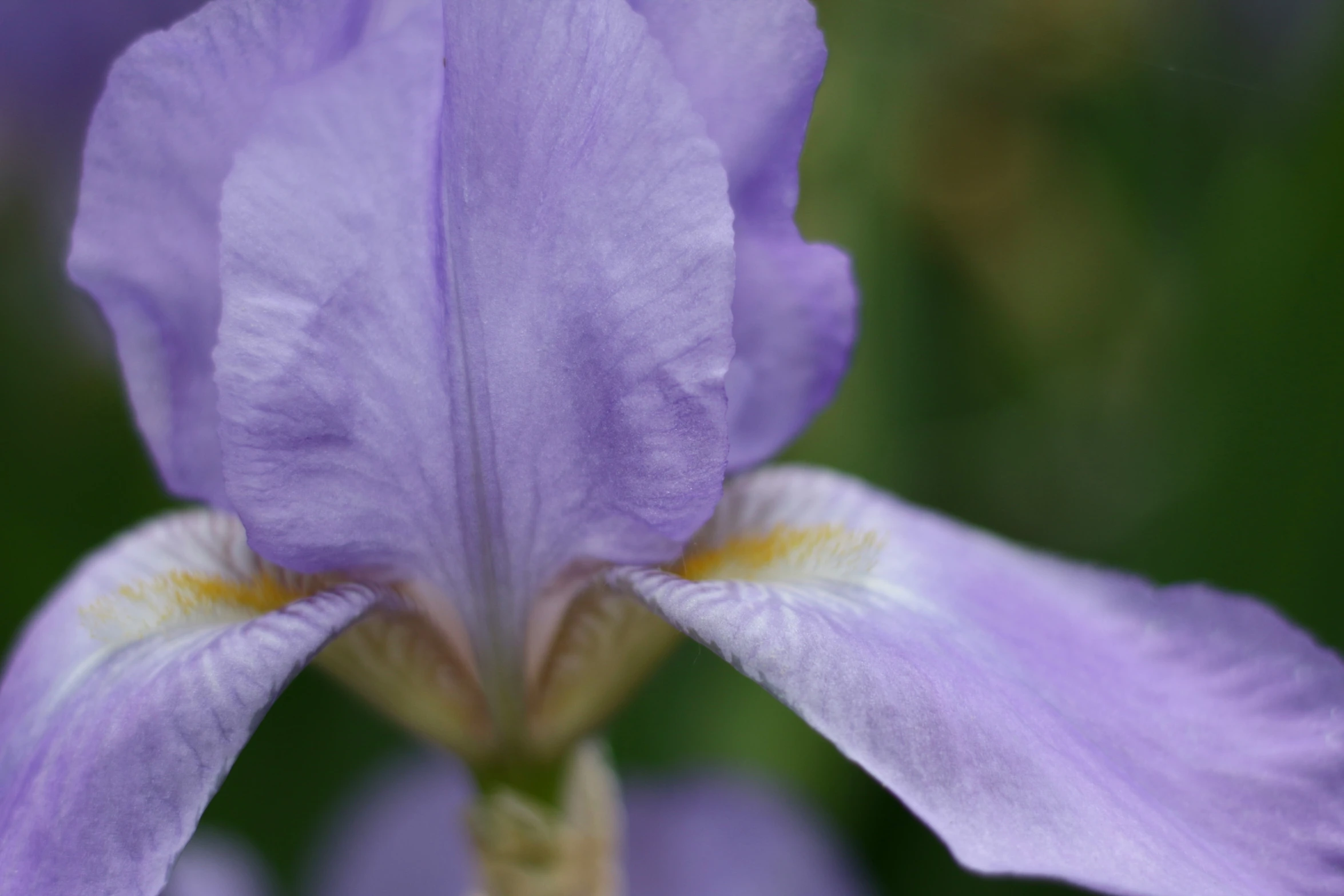 a purple flower sitting on top of a lush green field