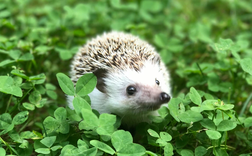 a small hedge is in some green bushes