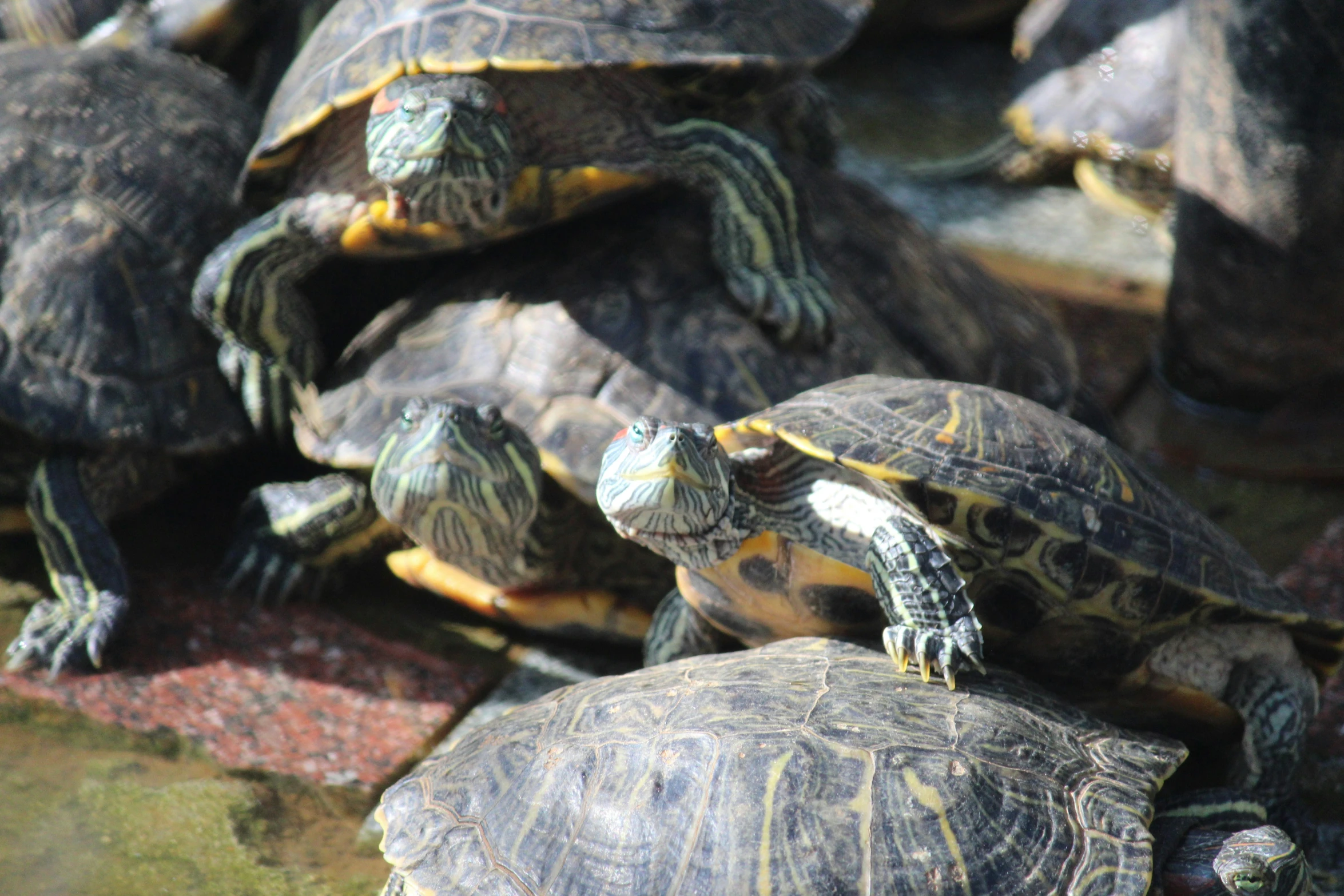 several turtles sitting together on a ledge