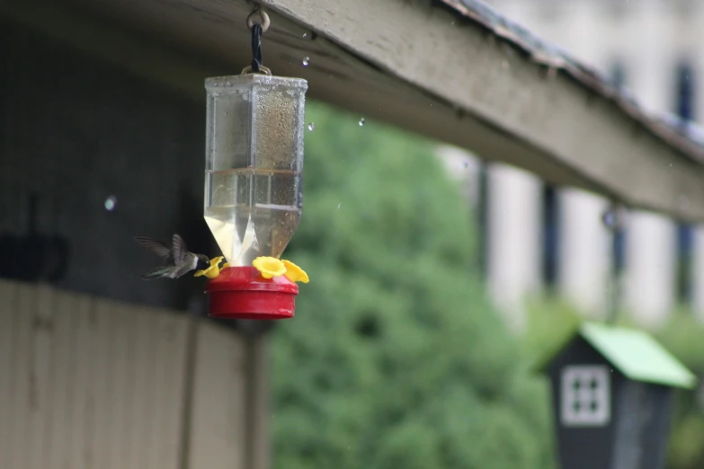 humming bird with sunflower drinking from bird feeder