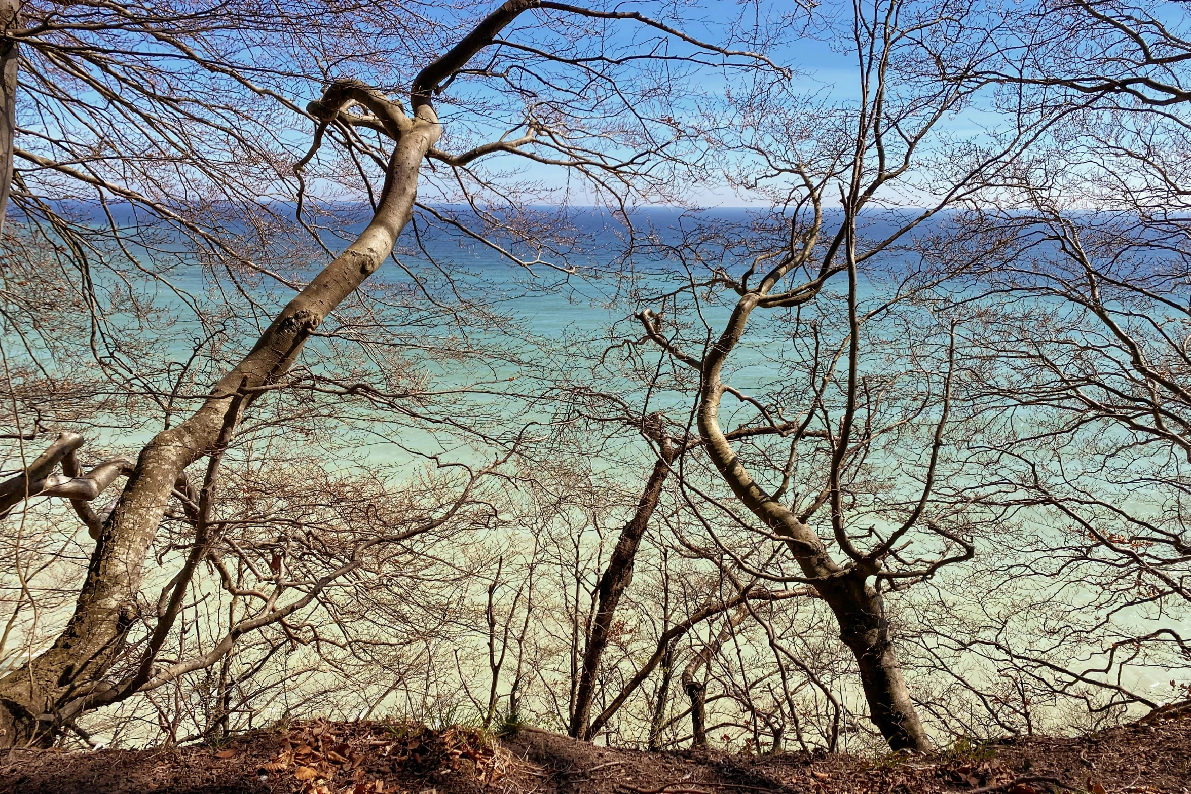 trees next to the water, with blue sky and clouds