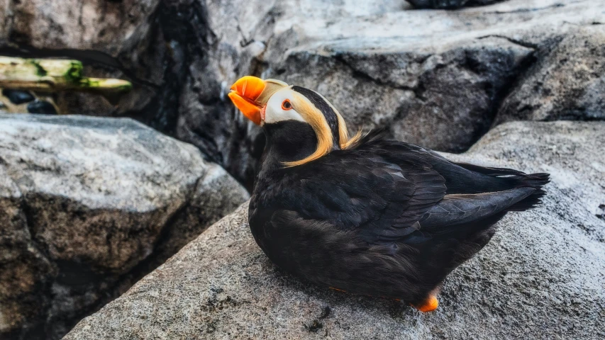 a small bird that is sitting on some rocks