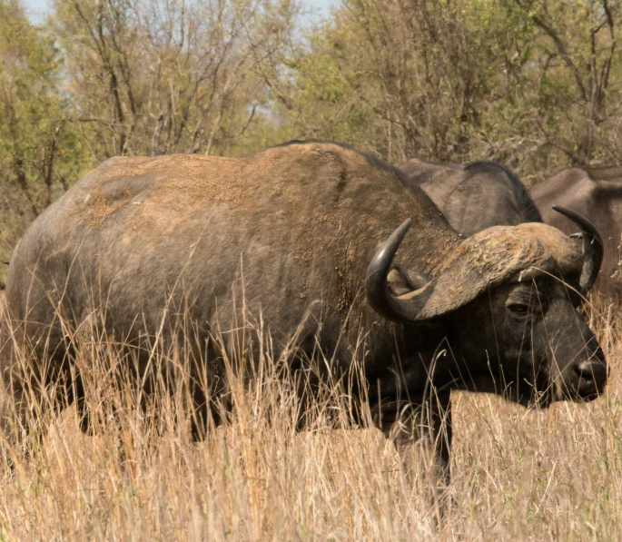 two large buffalo are standing together in some brush