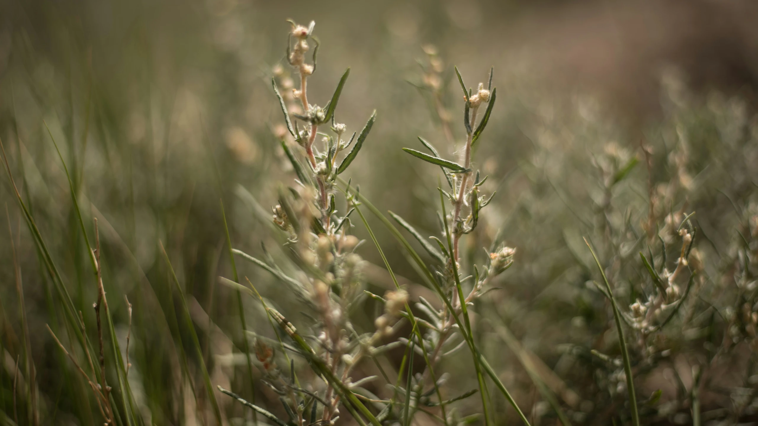 the weeds are growing on a very long stem