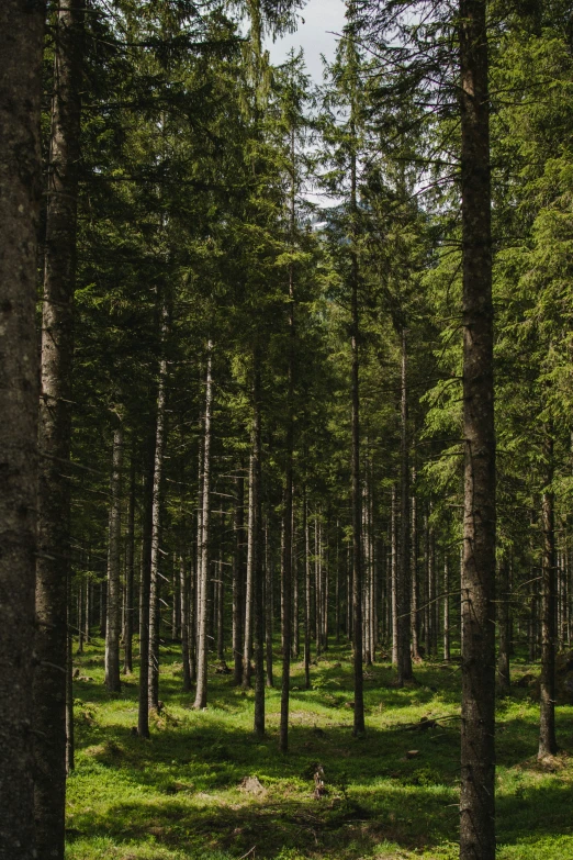 several green trees and grass in the woods