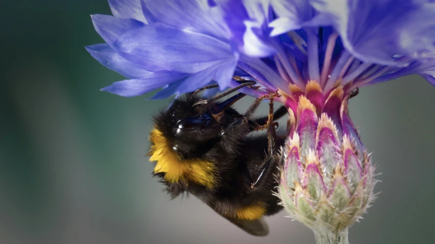 a yellow and black bee is standing on a flower