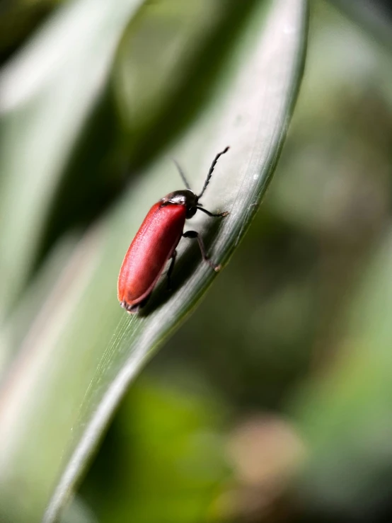 red insect sitting on a green leaf with blurry background