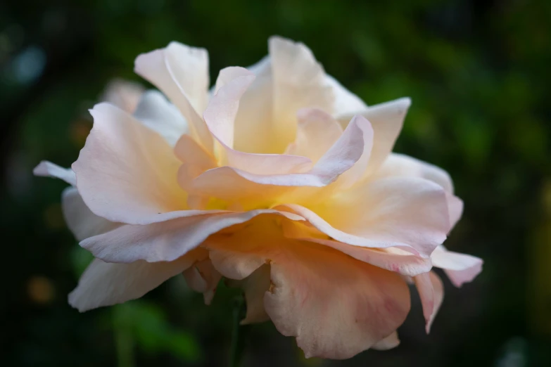 a large pink rose with lots of leaves and other flowers