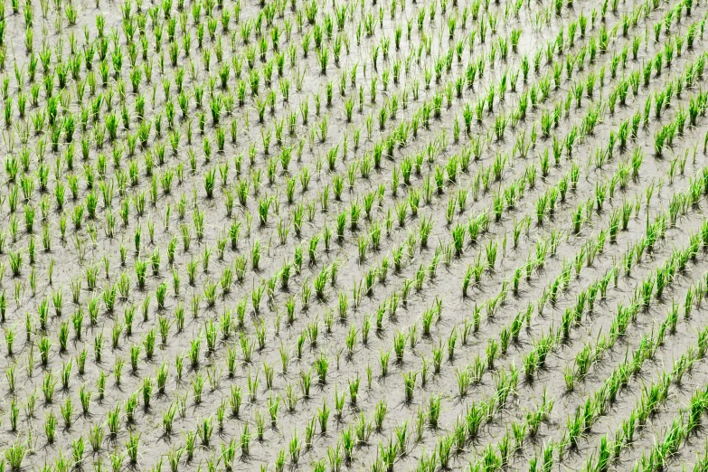 several rows of trees in the middle of an open area