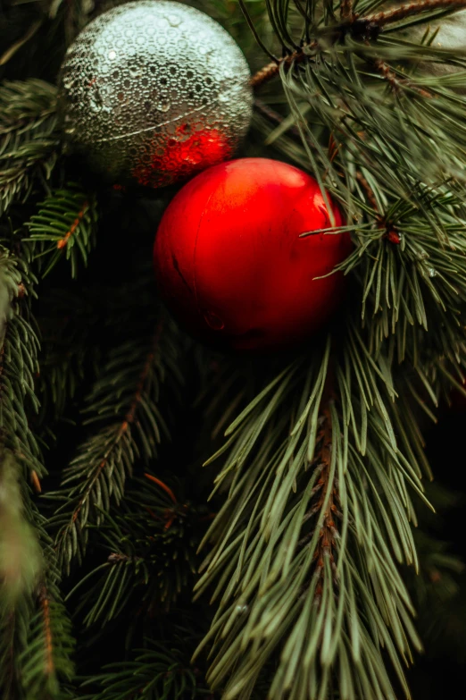 a red ball hangs from the needles of a pine tree