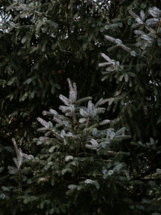 the tree nches are full of white flowers