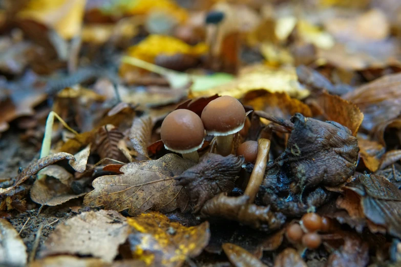 two brown bugs are sitting on leaves