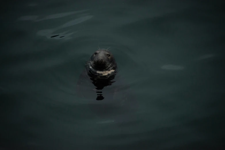 a bird floating in a body of water