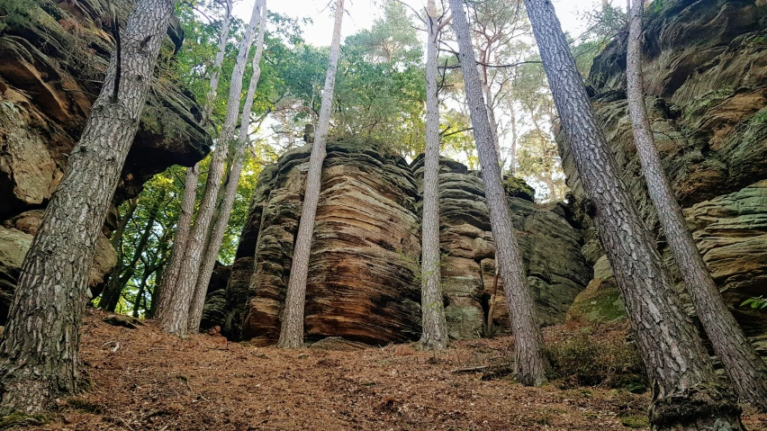 trees are growing in the middle of the rocks