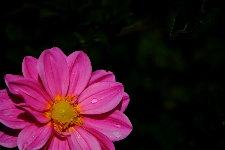 the large flower is shining brightly pink