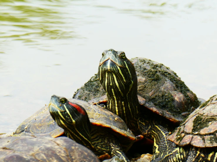 three turtles crawling into water on top of large rocks