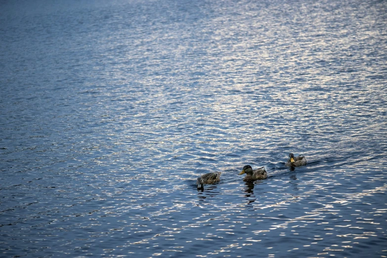 four ducks swim in a calm lake together