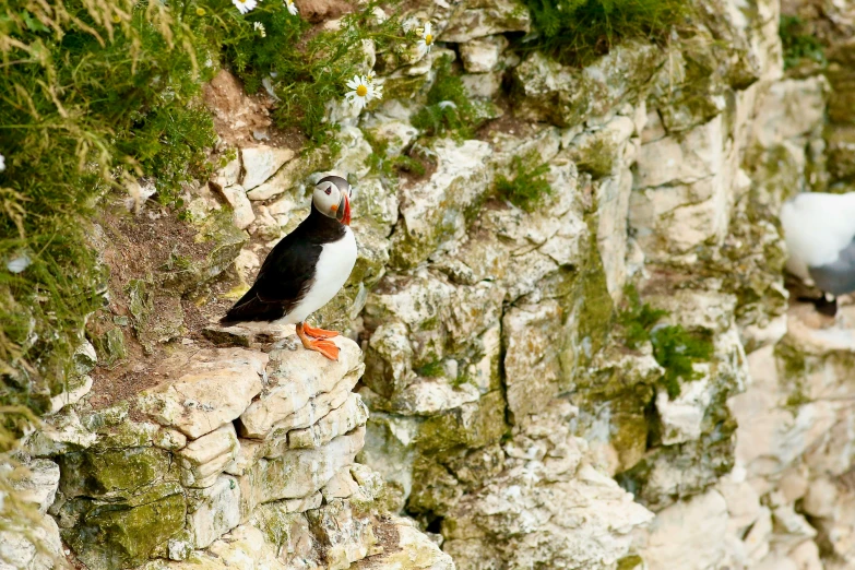 two black and white birds sitting on a rock formation