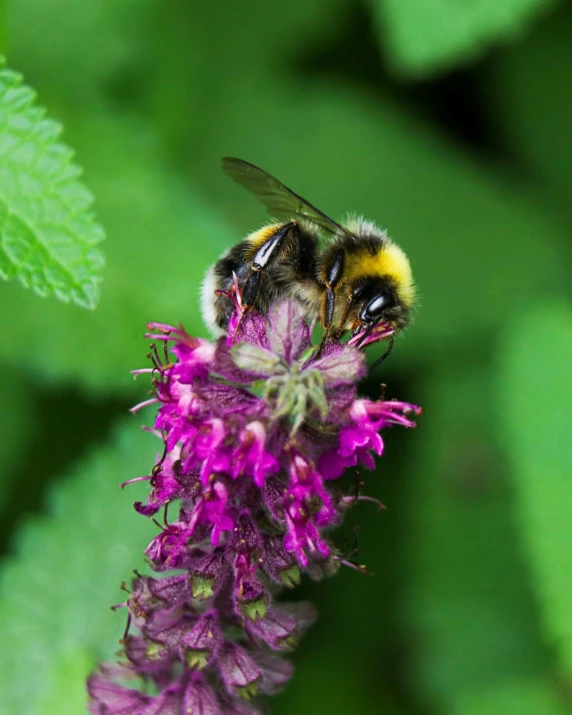 a bee resting on the end of a pink flower