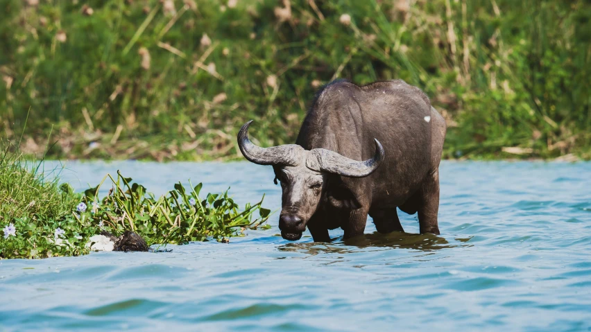 an animal is standing in the water near some plants
