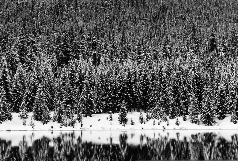 a group of trees standing next to each other