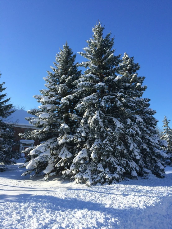 the snowy trees on the hillside are ready to be used