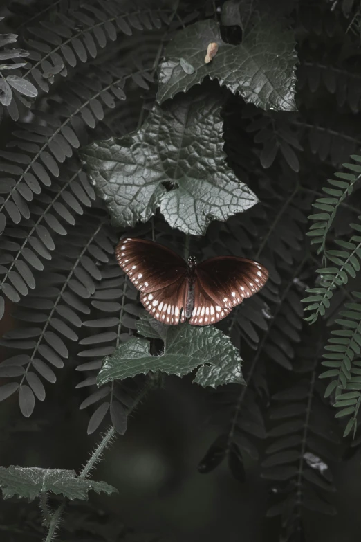 a large erfly sits on the leaves of a tree