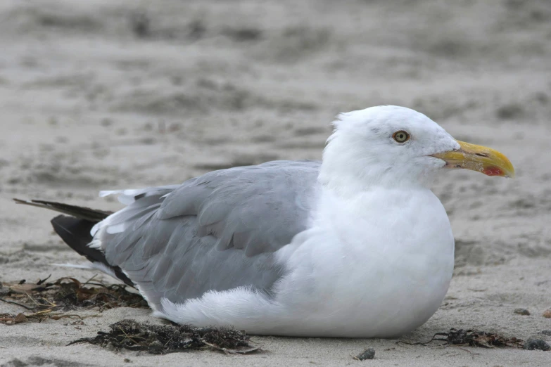 a seagull on a beach in the sand