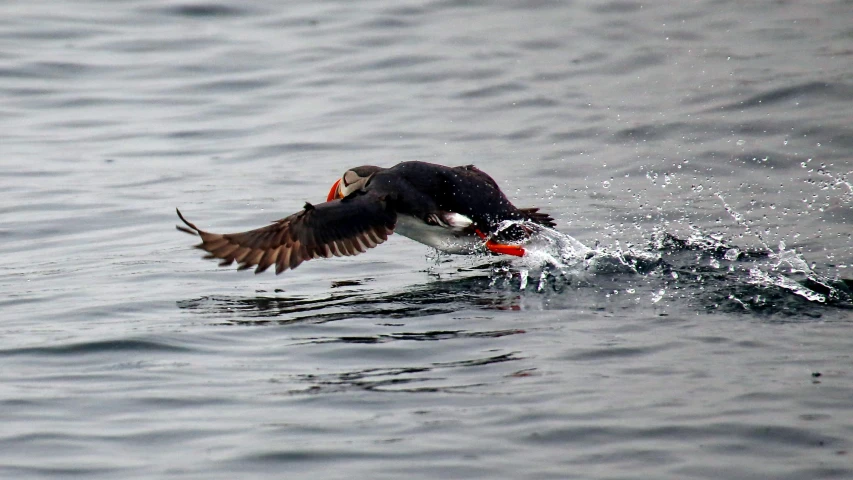 there is a bird flying over the water