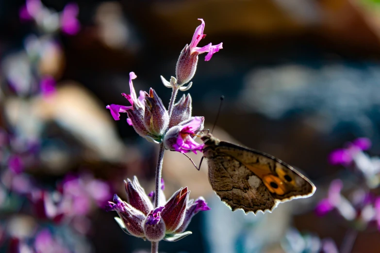 erfly resting on purple flower in the sun