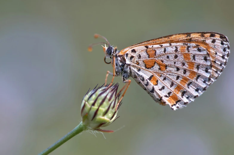 a erfly sitting on top of a leaf next to a green stem