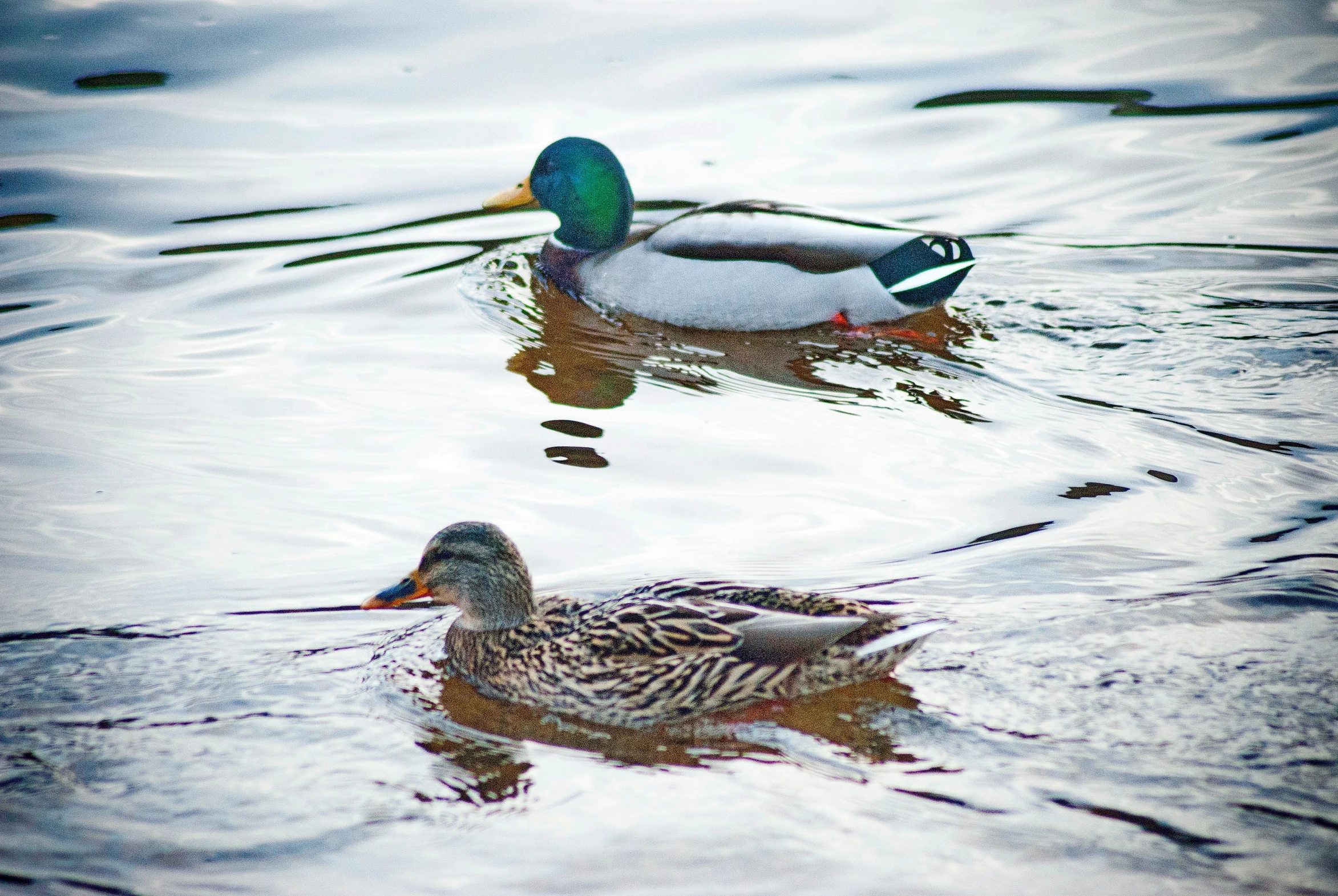 two ducks swimming on a lake in a pond