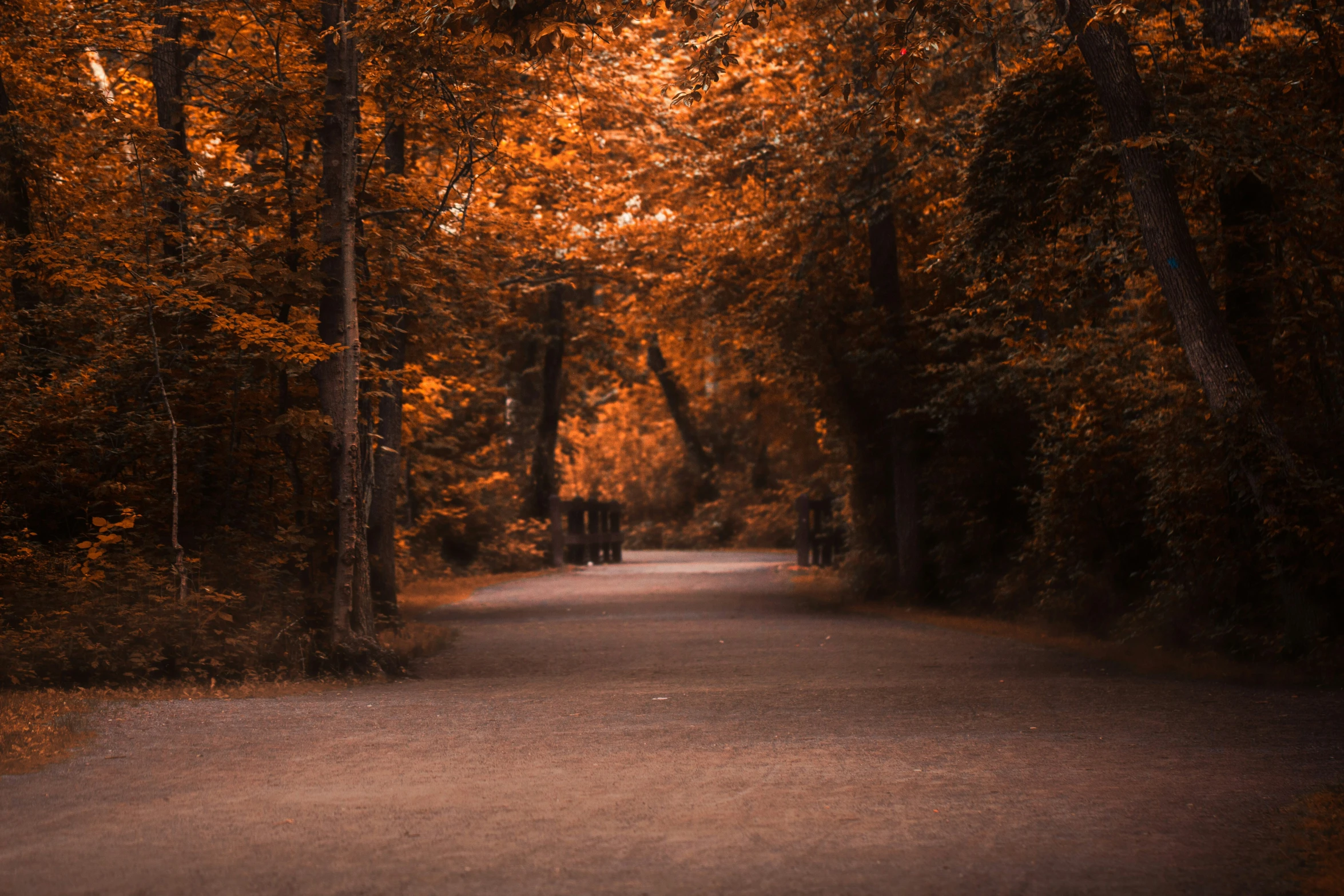 an empty street surrounded by a line of trees